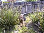 A Post-Skunking mudbath!