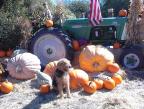 Buggin' The Pumpkins