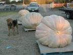 More Huge Pumpkins