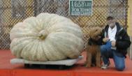 The Biggest Pumpkin in HMB