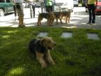 Airedale Terrier Walk