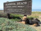 CATC Dogwalk at Alameda Beach 