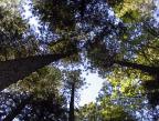 looking up from the hammock